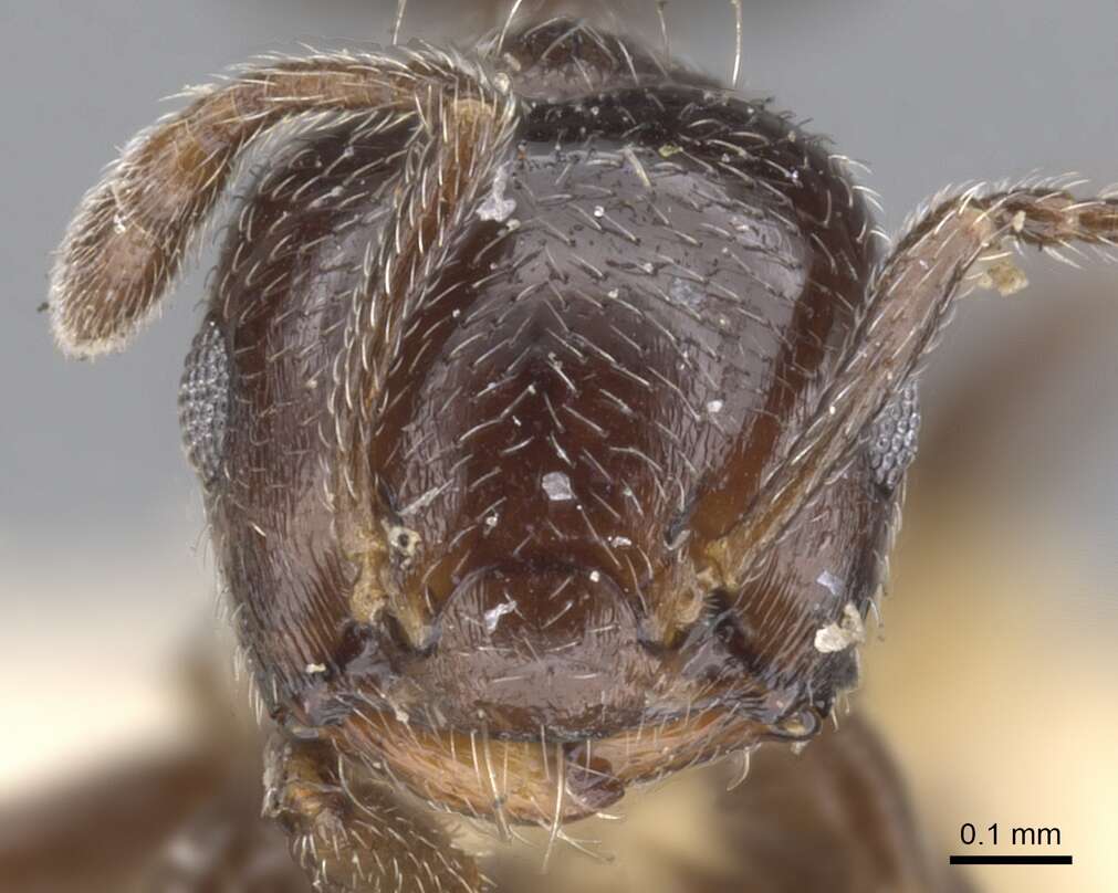 Image of Crematogaster crinosa Mayr 1862