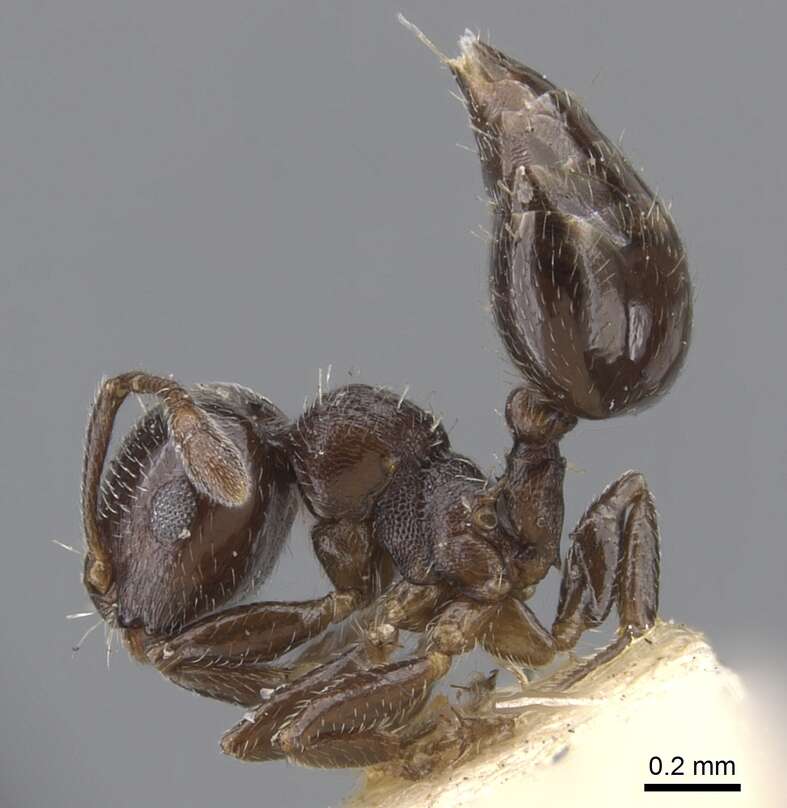 Image of Crematogaster crinosa Mayr 1862