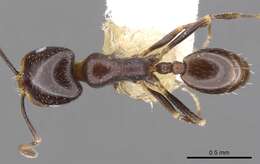 Image of Monomorium alamarum Bolton 1987