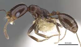 Image of Monomorium alamarum Bolton 1987