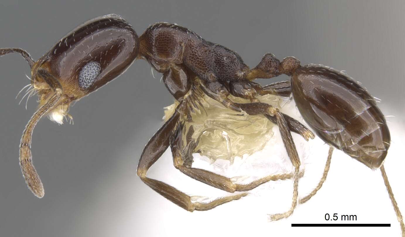 Image of Monomorium alamarum Bolton 1987