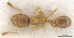 Image of Monomorium notulum Forel 1910