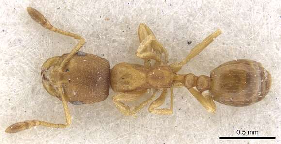 Image of Monomorium notulum Forel 1910