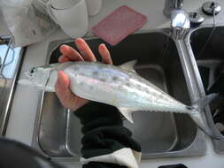 Image of School Mackerel