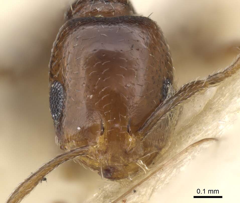 Image of Monomorium macrops Arnold 1944