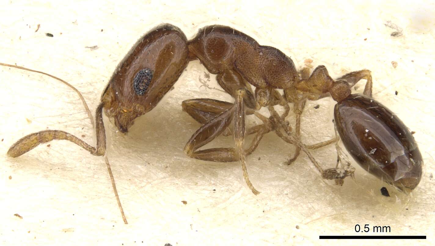 Image of Monomorium macrops Arnold 1944