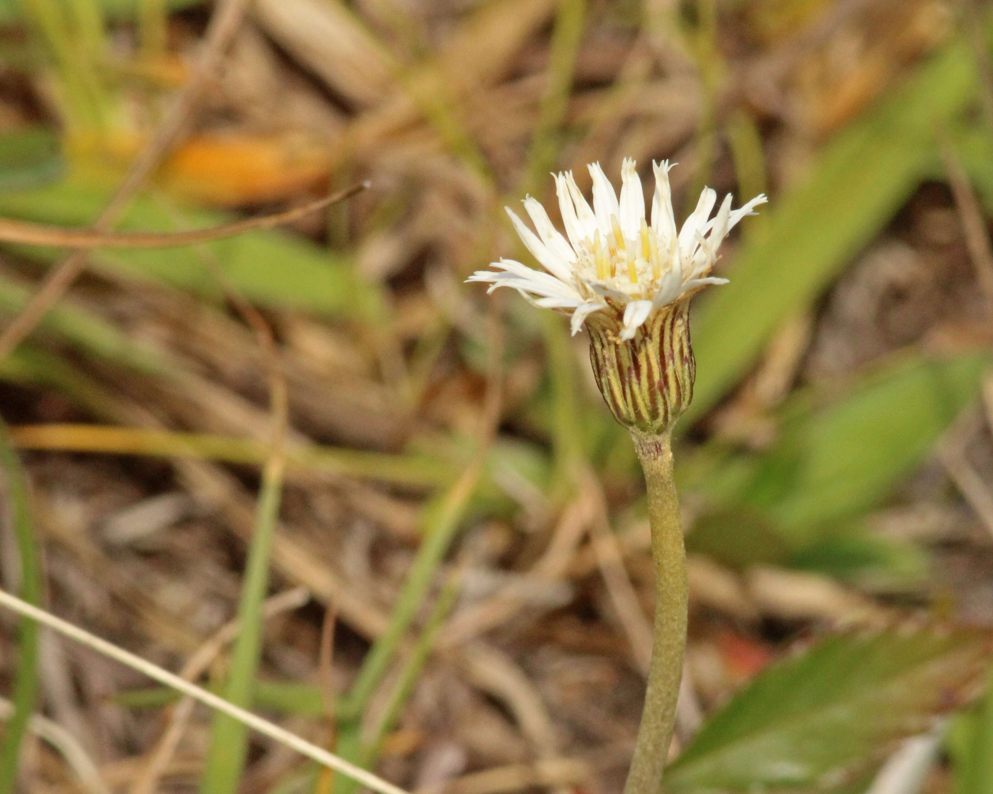 Image of woolly sunbonnets