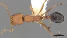 Image of Monomorium westi Bolton 1987