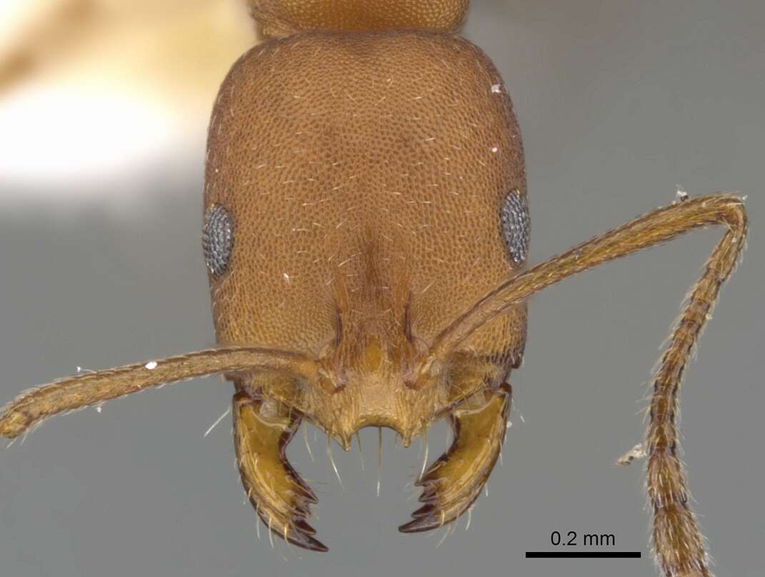 Image of Monomorium westi Bolton 1987