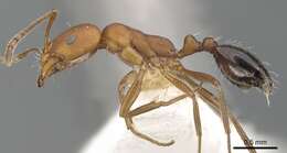 Image of Monomorium westi Bolton 1987