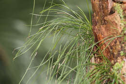 Image of shoestring fern