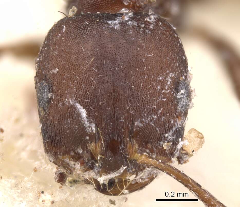 Plancia ëd Monomorium junodi Forel 1910