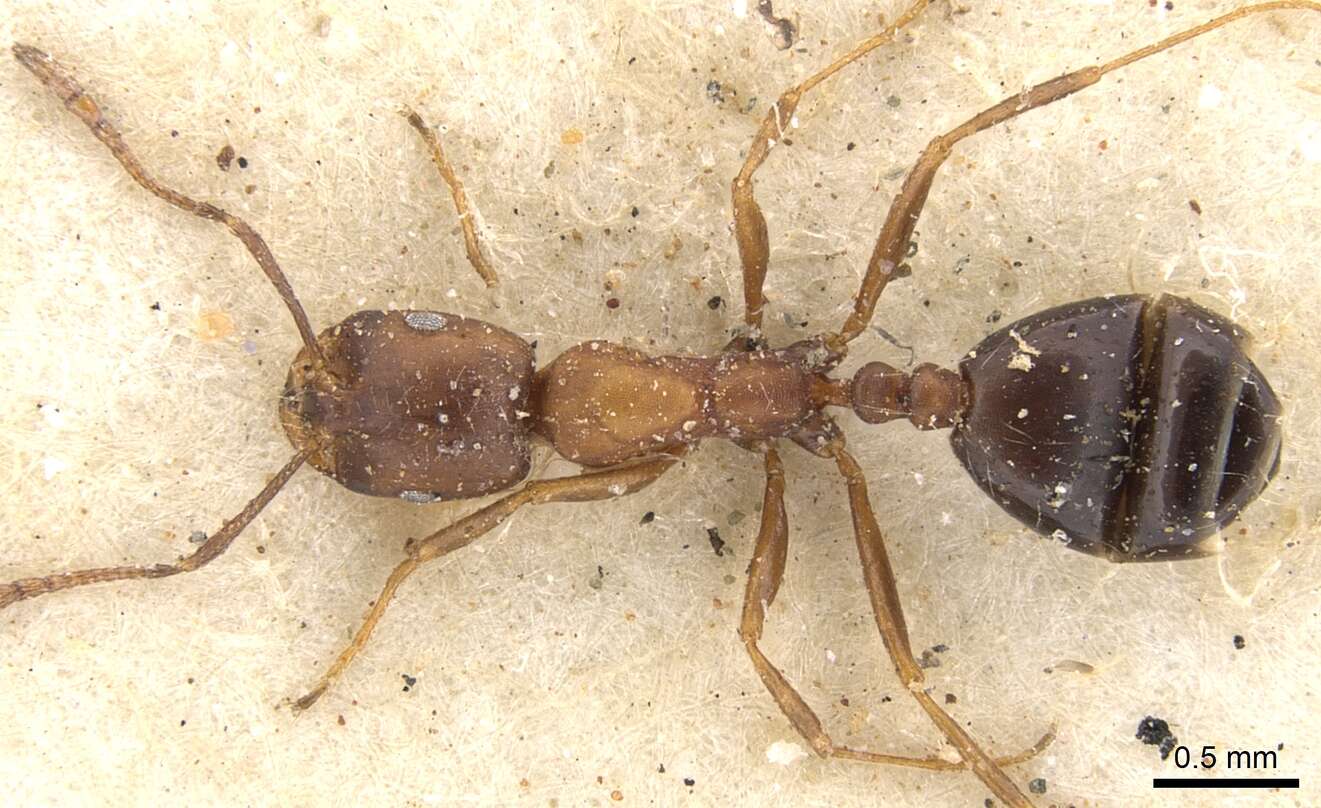 Image of Monomorium ocellatum Arnold 1920