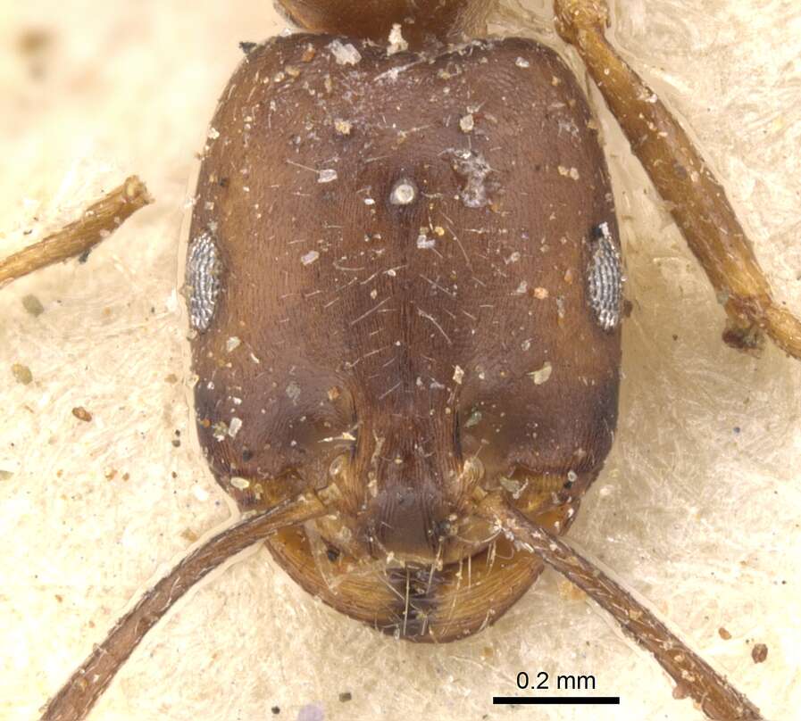 Image of Monomorium ocellatum Arnold 1920