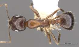 Image of Monomorium drapenum Bolton 1987