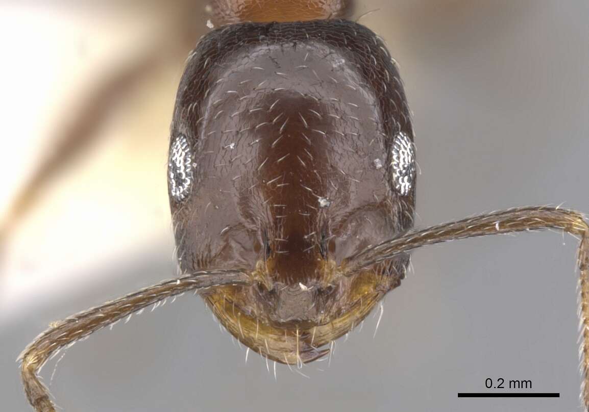 Image of Monomorium drapenum Bolton 1987