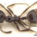 Monomorium orangiae Arnold 1956的圖片