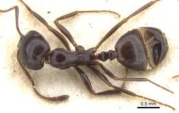 Monomorium orangiae Arnold 1956的圖片