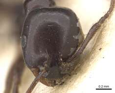 Monomorium orangiae Arnold 1956的圖片