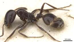 Monomorium orangiae Arnold 1956的圖片