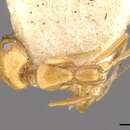 Image of Monomorium ilgii Forel 1894