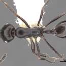 Monomorium mantazenum Bolton 1987的圖片