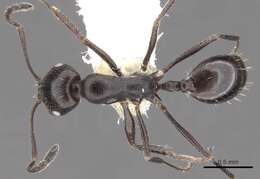 Monomorium mantazenum Bolton 1987的圖片