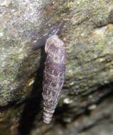 Image of two-toothed door snail