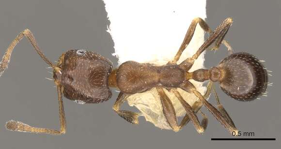 Image of Monomorium esharre Bolton 1987