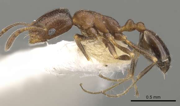 Image of Monomorium esharre Bolton 1987