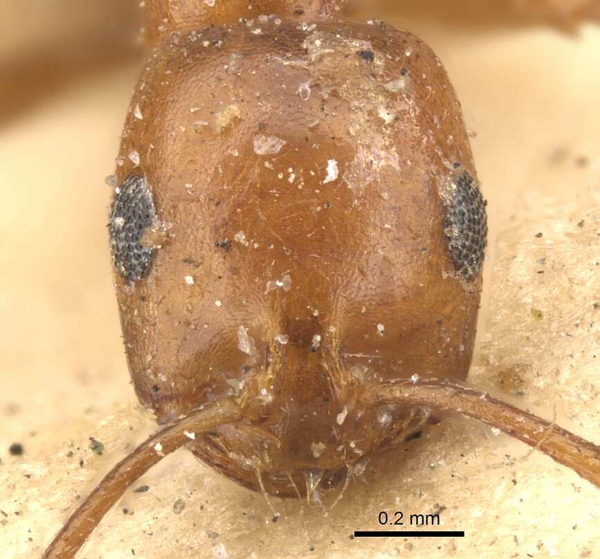 Image of Monomorium venustum (Smith 1858)