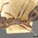 Monomorium schurri Forel 1902的圖片