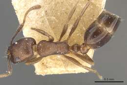 Monomorium schurri Forel 1902的圖片