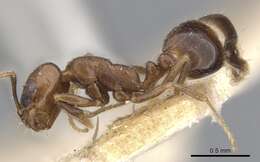 Monomorium schurri Forel 1902的圖片