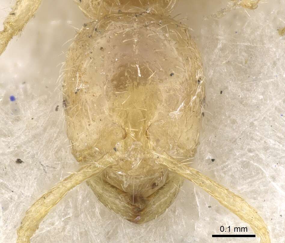 Image of <i>Syllophopsis australica</i> (Forel 1907)