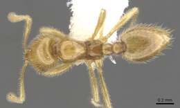 Image of Syllophopsis thrascolepta