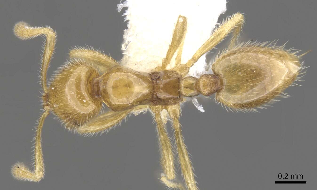 Image of Syllophopsis thrascolepta