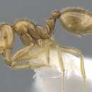 Sivun Syllophopsis thrascolepta kuva