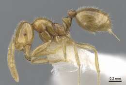 Image of Syllophopsis thrascolepta