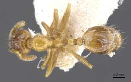 Image of Monomorium crawleyi Santschi 1930