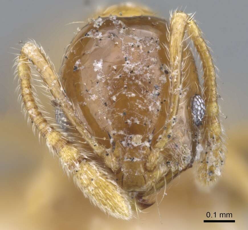 Image of Monomorium crawleyi Santschi 1930