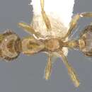 Image of Monomorium vecte Bolton 1987