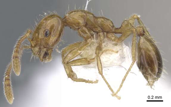 Image of Monomorium vecte Bolton 1987