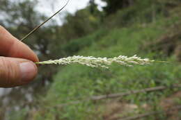 Imagem de Potamophila parviflora R. Br.