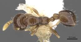 Monomorium tanysum Bolton 1987的圖片