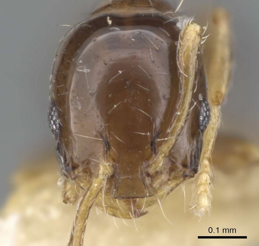 Monomorium tanysum Bolton 1987的圖片