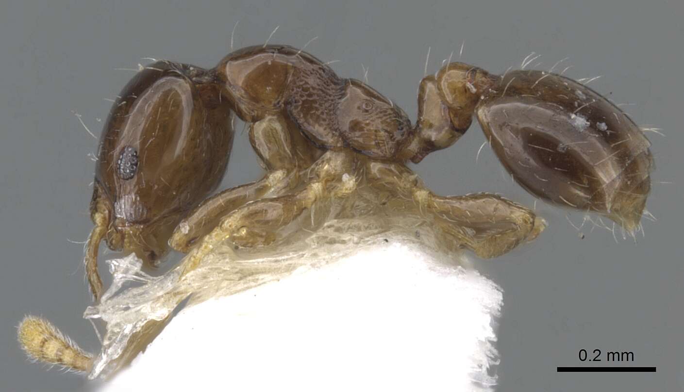 Monomorium tanysum Bolton 1987的圖片