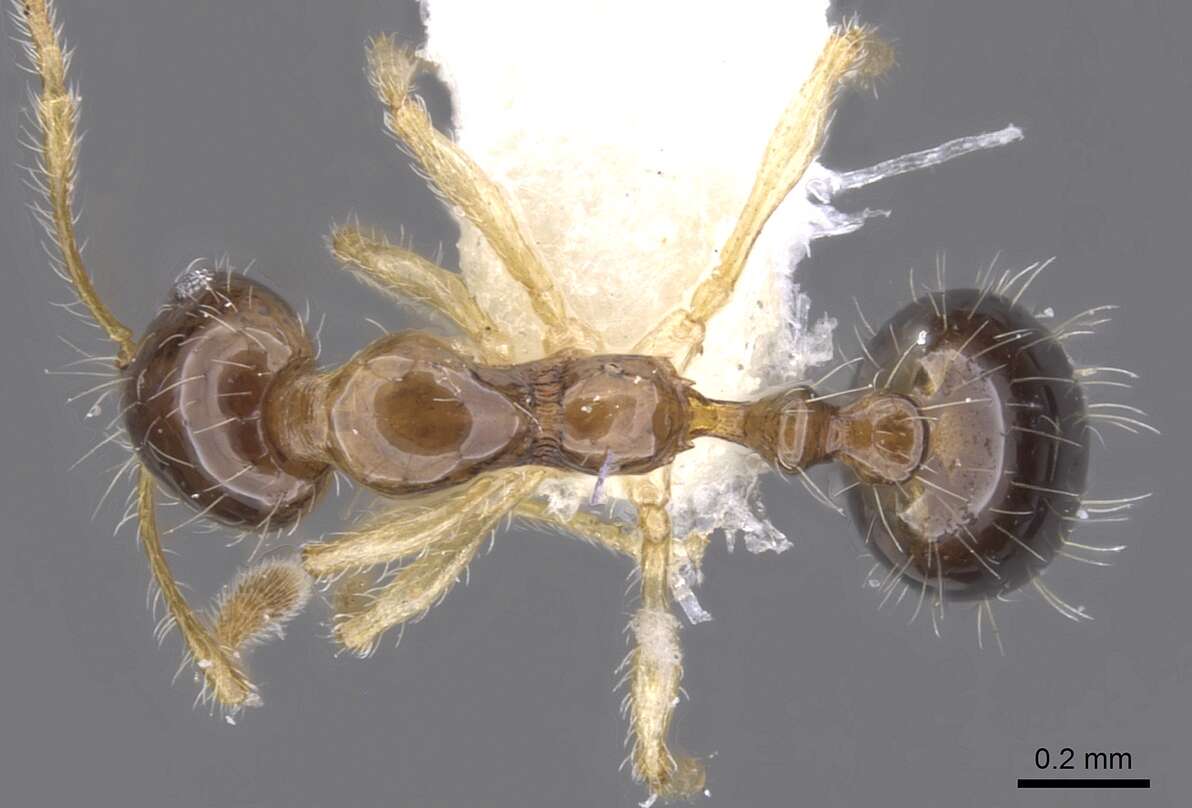 Image of Monomorium noxitum Bolton 1987