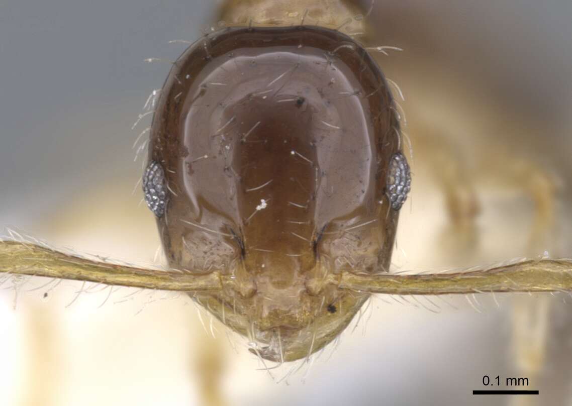 Image of Monomorium noxitum Bolton 1987