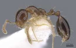 Image of Monomorium noxitum Bolton 1987